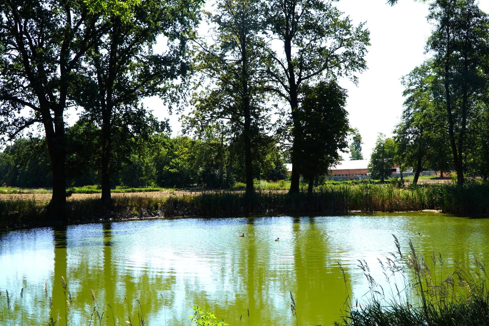 Park podworski w Rękoraju