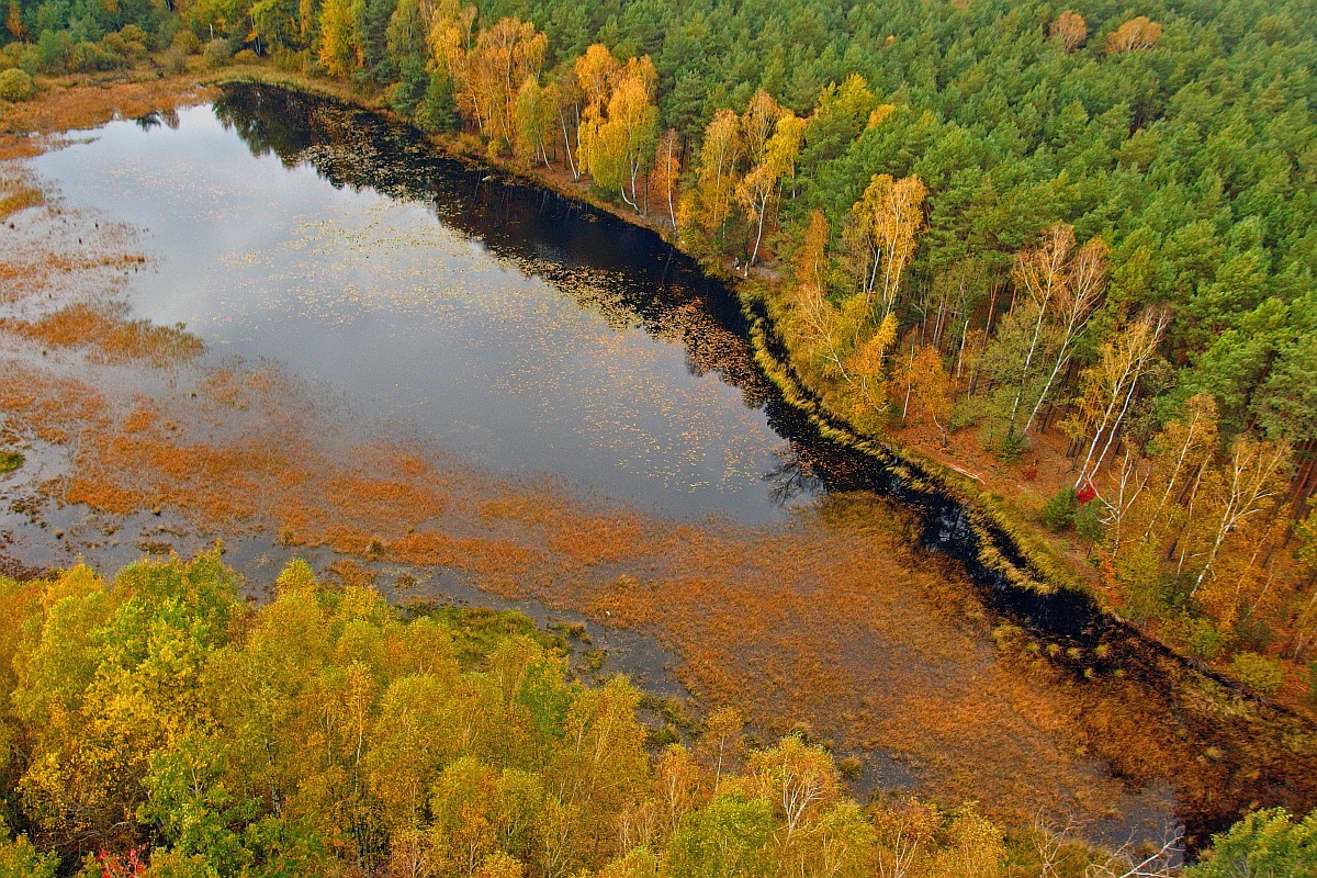 Leśne Jeziorko w Bukowej