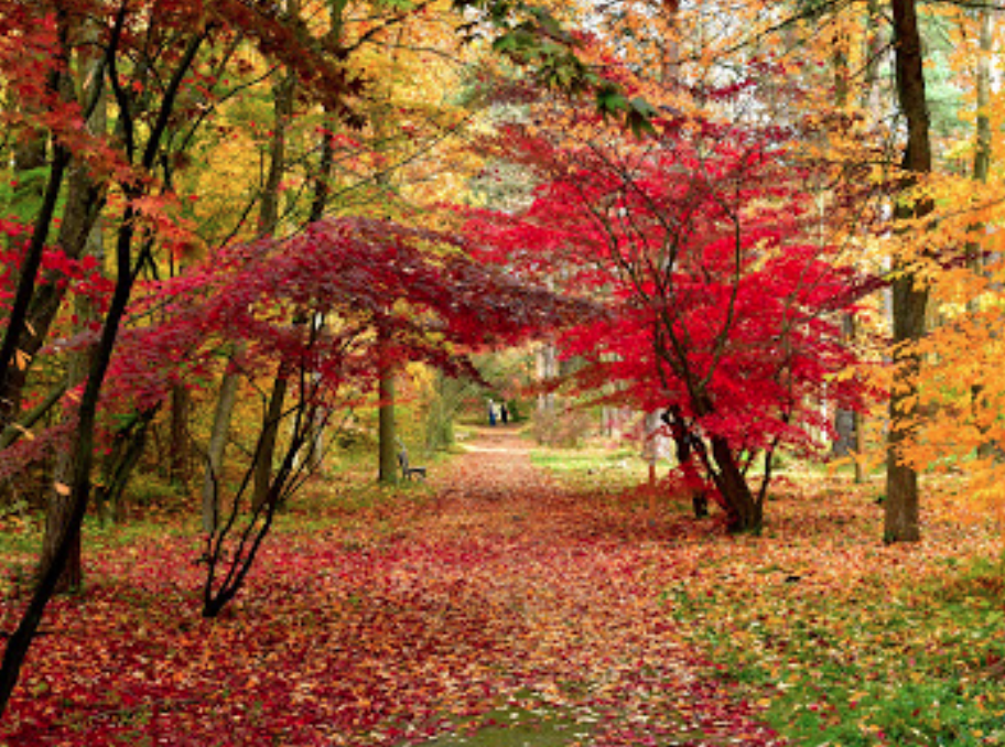 Arboretum i Alpinarium SGGW w Rogowie