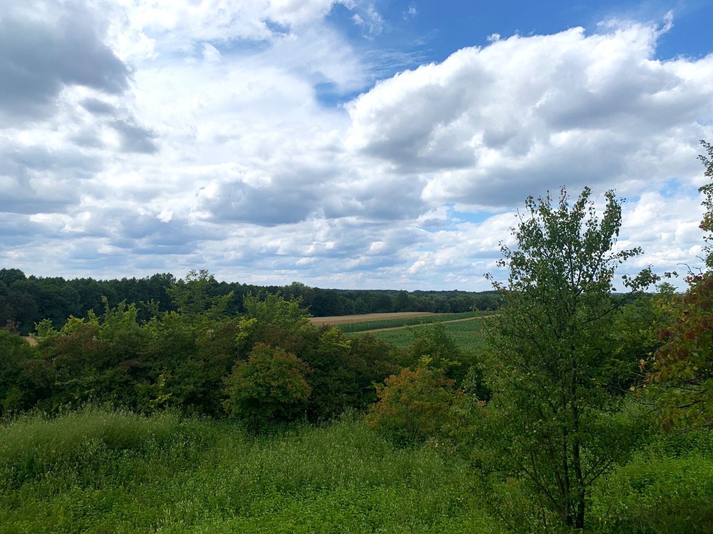 Rezerwat florystyczny „Winnica”