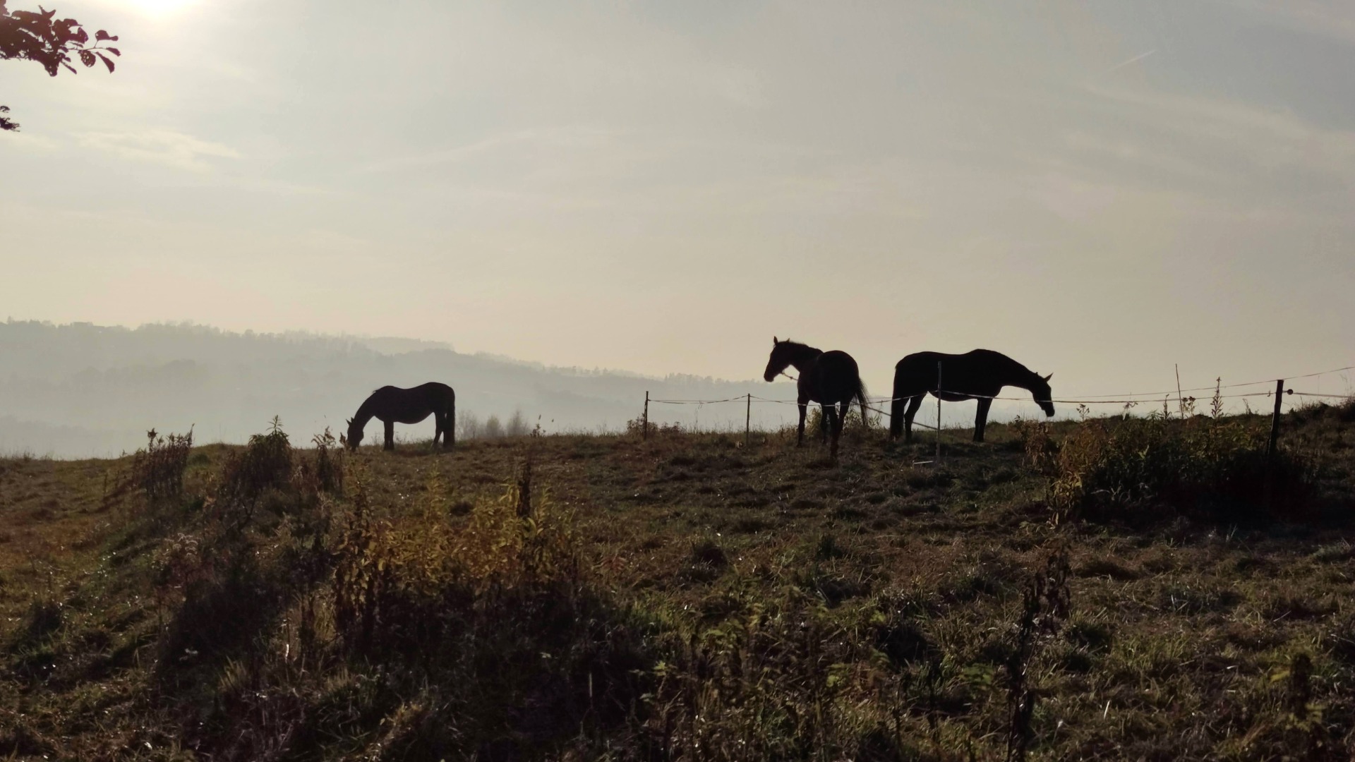 Wiklinowe Woźniki w nowej odsłonie