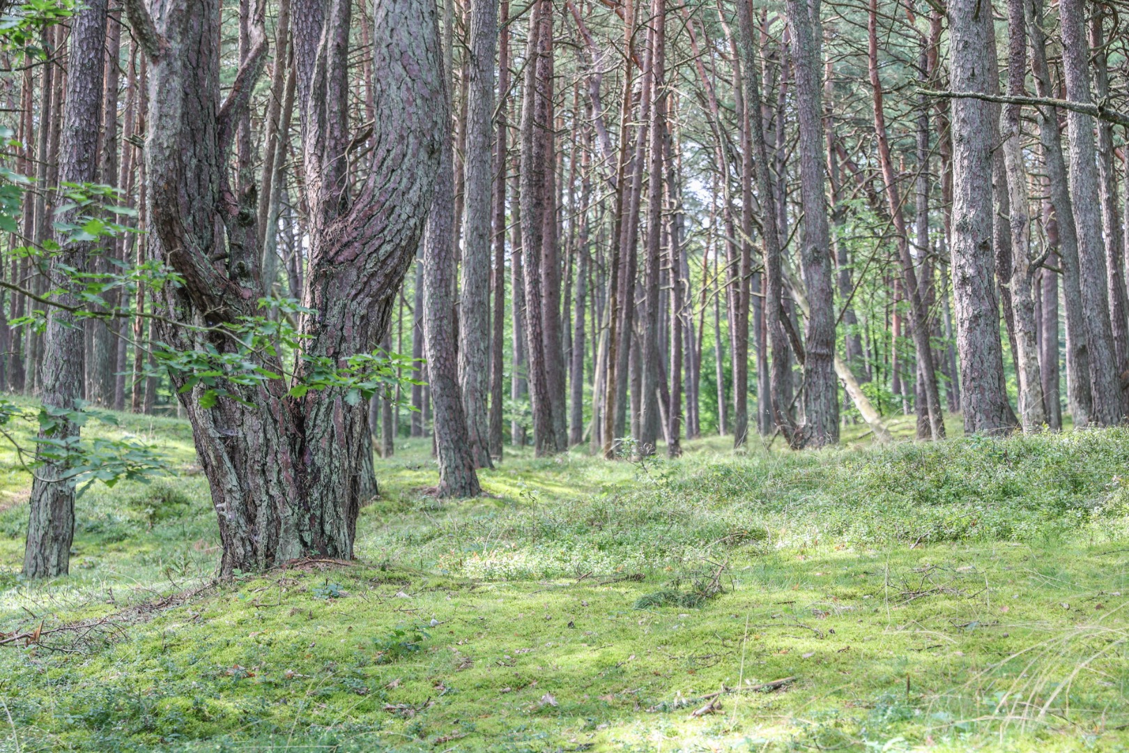 Nowy quest w Wolińskim Parku Narodowym