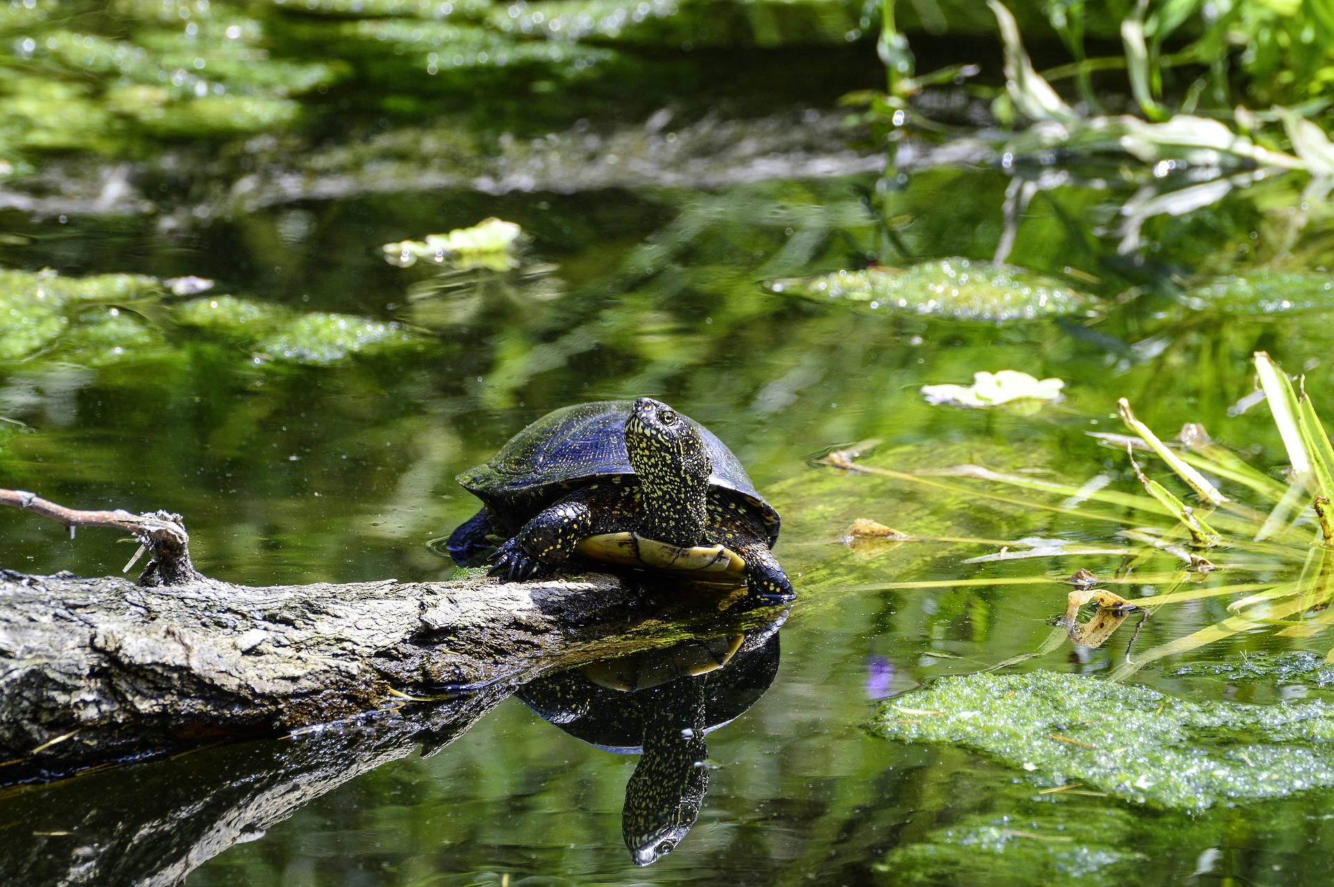 Черепахи весной. Колхидская Болотная черепаха. Европейская Болотная черепаха. Пресноводные болотные черепахи. Зеленая Болотная черепаха.