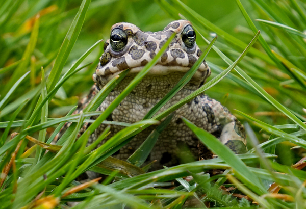 Wyprawa o płazach