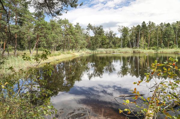 Spacer po Torfowisku Borówki