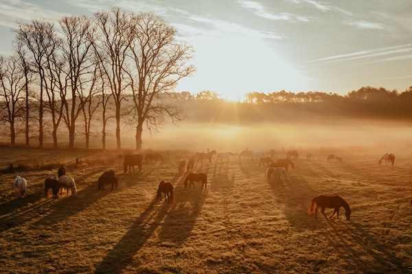 Wyprawa po złotą podkowę w Hermanowie