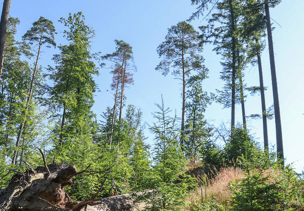 Czas w las. Lipusz pełen przyrodniczych zachwytów