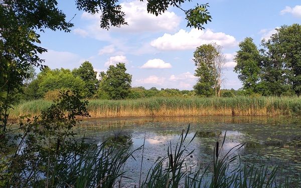 W poszukiwaniu leśnych zwierciadeł